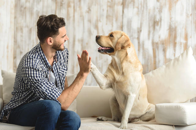 Image of a man high-fiving his dog
