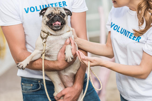 Image of volunteers carrying a dog