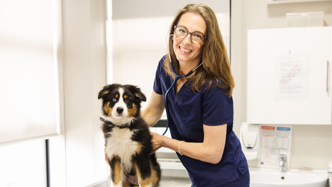Image of a vet with a dog